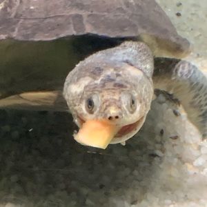 Meet your Posher, Alivia